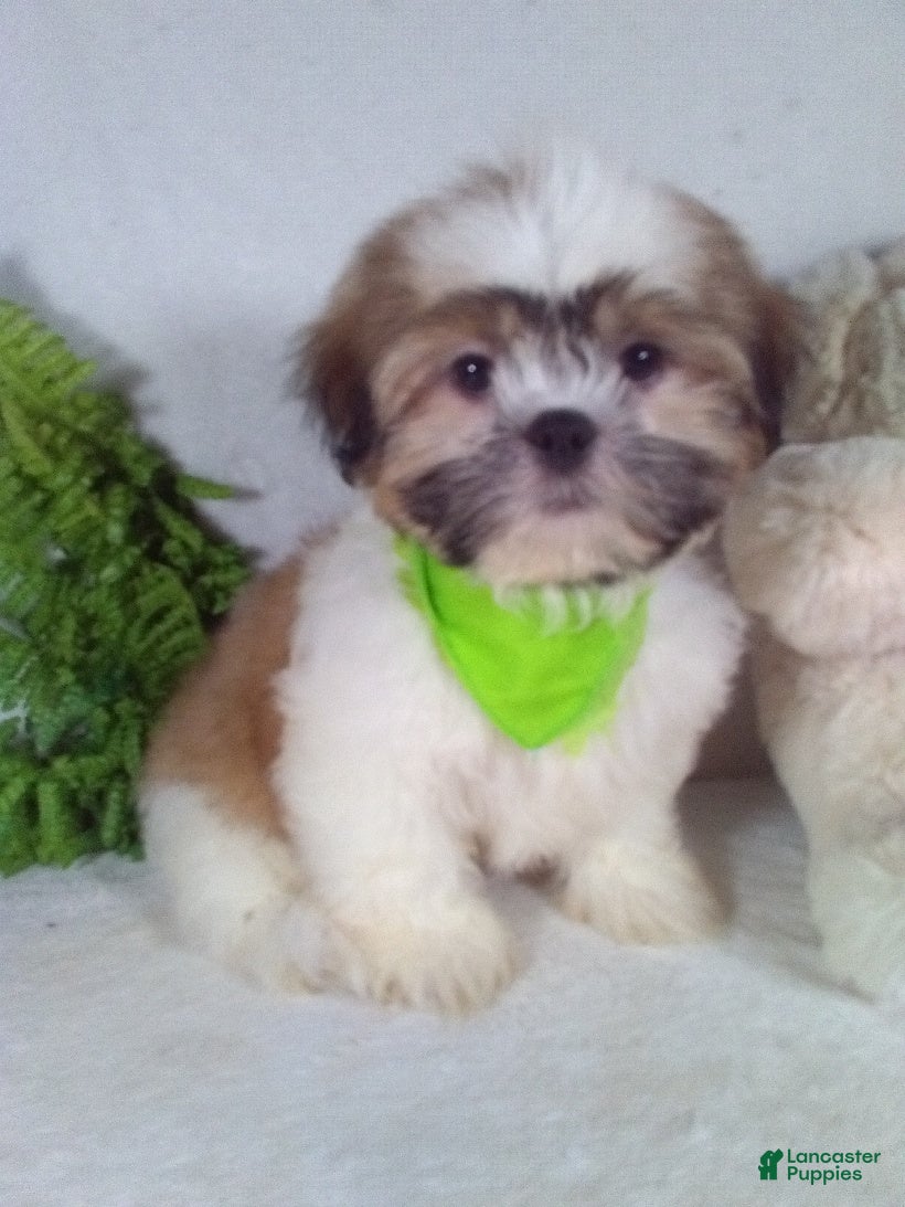 Shih Tzu dogs Max - Ad 1