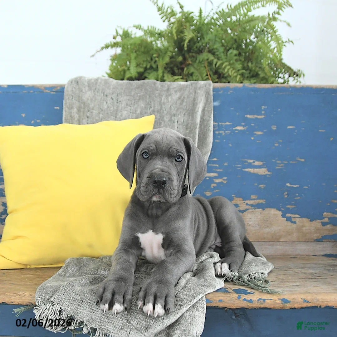 Great Dane dogs for sale: Loki - Ad 4