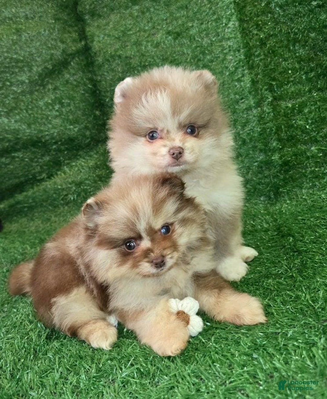 Pomeranian dogs for sale: Naya - Ad 12