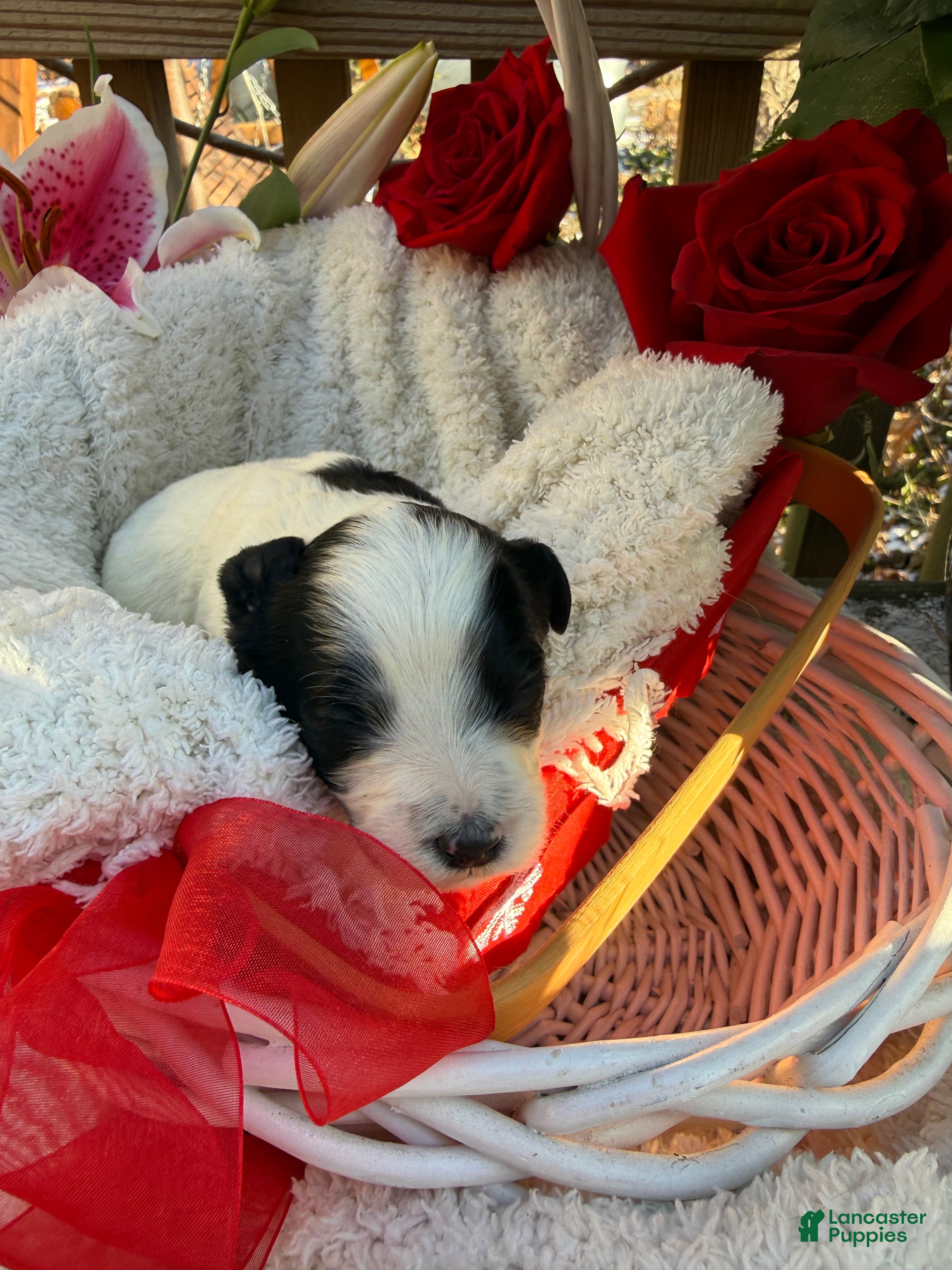 Mixed Breed dogs Lola - Ad 31