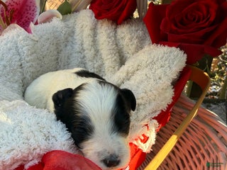 Mixed Breed dogs Lola - Ad 16