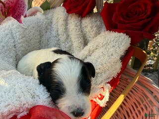 Mixed Breed dogs Lola - Ad 14