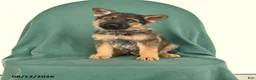 German Shepherd dogs for sale: Grady - Ad 1