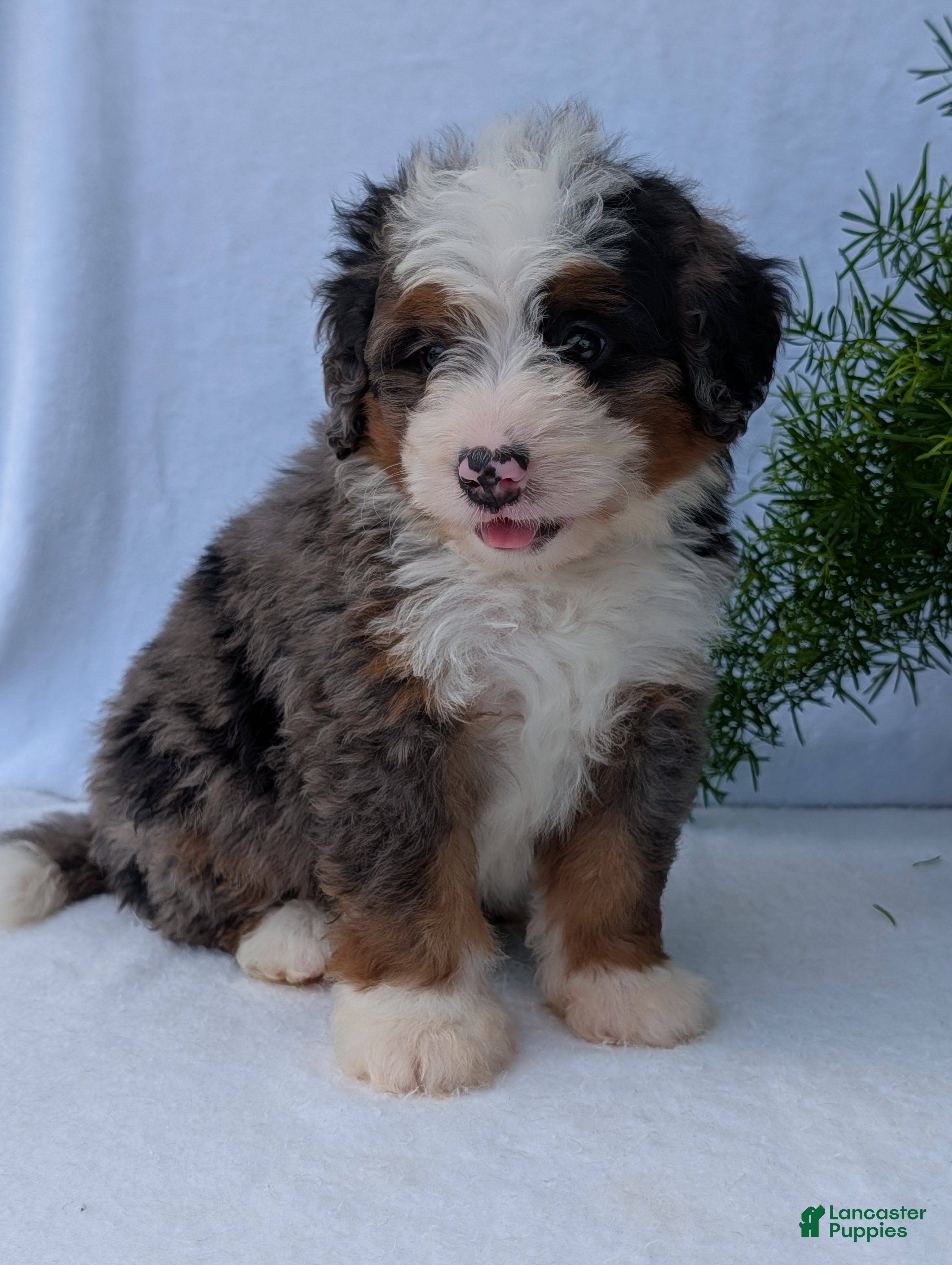 Mini Bernedoodle dogs Mini Louie  - Ad 2