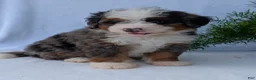Mini Bernedoodle dogs for sale: Mini Louie  - Ad 2