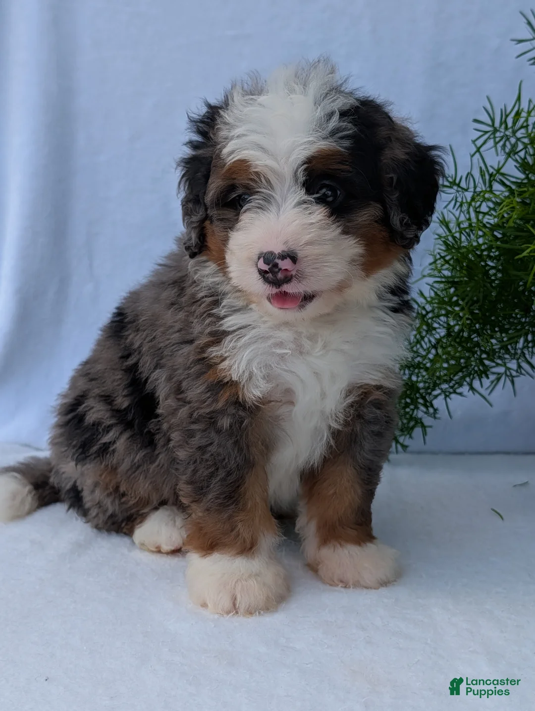 Mini Bernedoodle dogs for sale: Mini Louie  - Ad 2