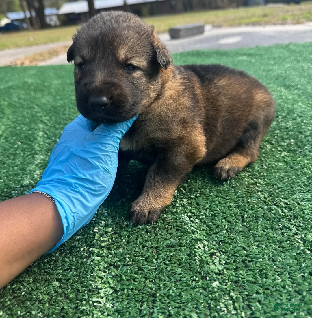 German Shepherd dogs for sale: German Shepherd light purple  - Ad 1