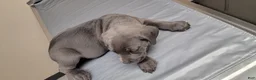 Cane Corso dogs for sale: Cane Corso 1 - Ad 3