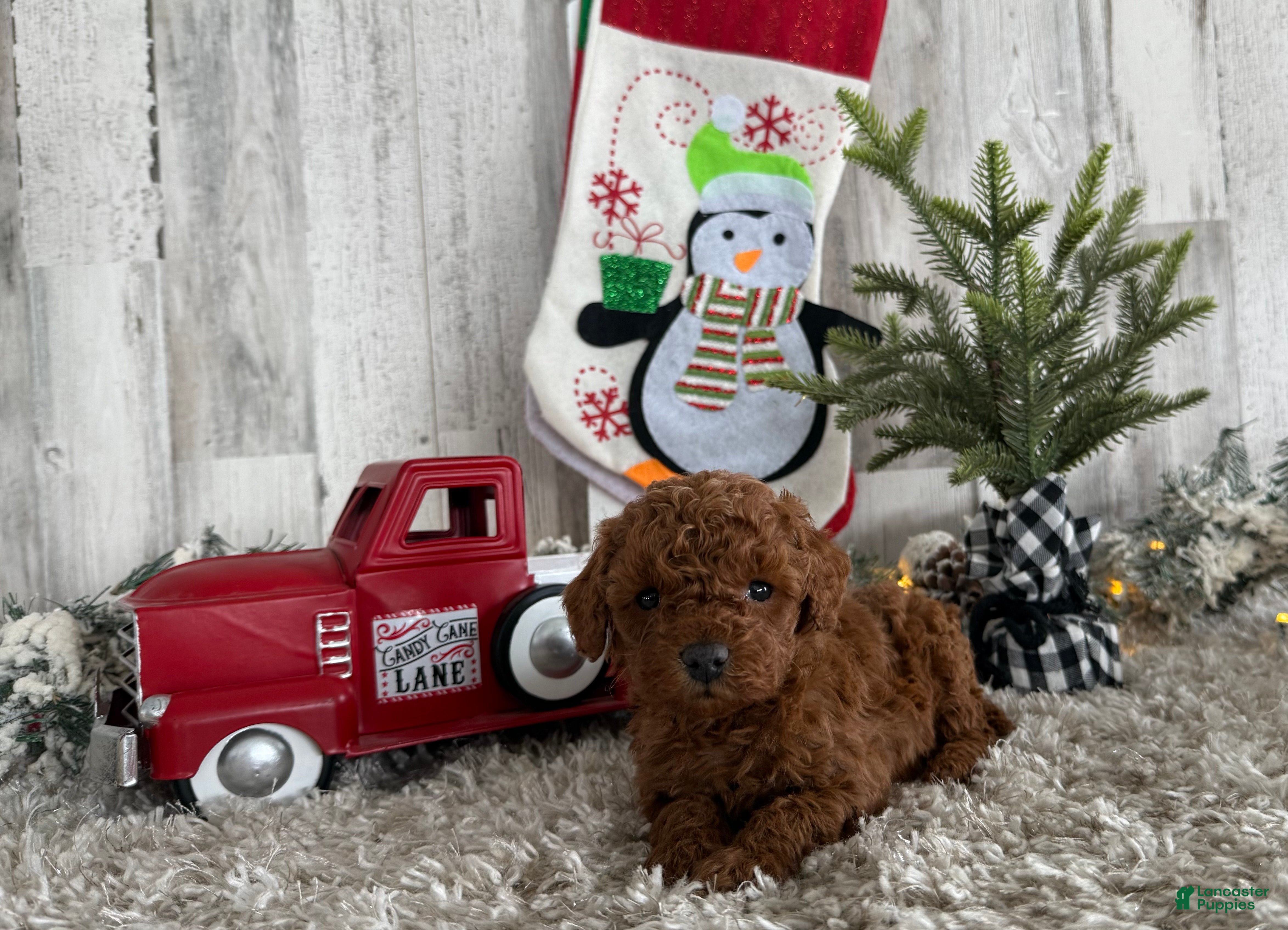 Cavapoo dogs Shiloh - Ad 31