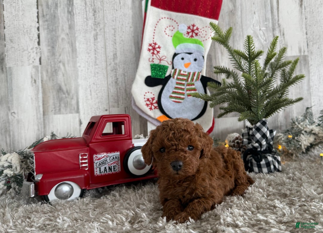 Cavapoo dogs for sale: Shiloh - Ad 1