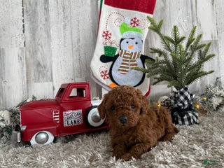 Cavapoo dogs Shiloh - Ad 39