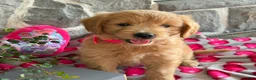 Goldendoodle dogs for sale: Nora - Ad 6