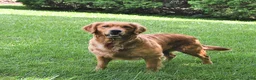Golden Retriever dogs for sale: Jewelz     extra small - Ad 6
