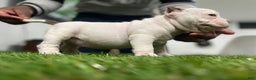 American Bully dogs for sale: Ms Spice  - Ad 5