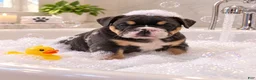 English Bulldog dogs for sale: Blue Princess - Ad 6