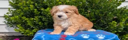 Mixed Breed dogs for sale: Damon  - Ad 4