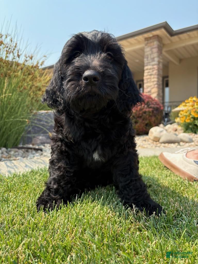 Goldendoodle dogs Jet - Ad 1
