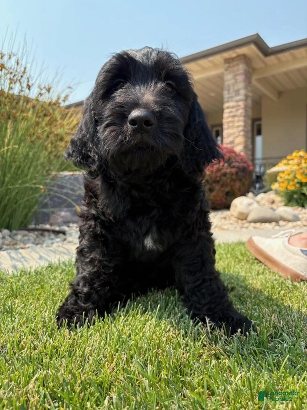 Goldendoodle dogs for sale: Jet - Ad 1