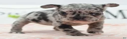 Mixed Breed dogs for sale: Ruby merle - Ad 11