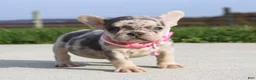 French Bulldog dogs for sale: Pebbles - Ad 3