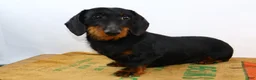 Dachshund dogs for sale: Dachshund Puppy 1 - Ad 5