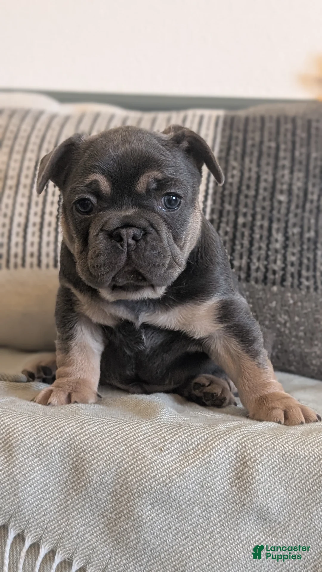 French Bulldog dogs for sale: Riley - Ad 8