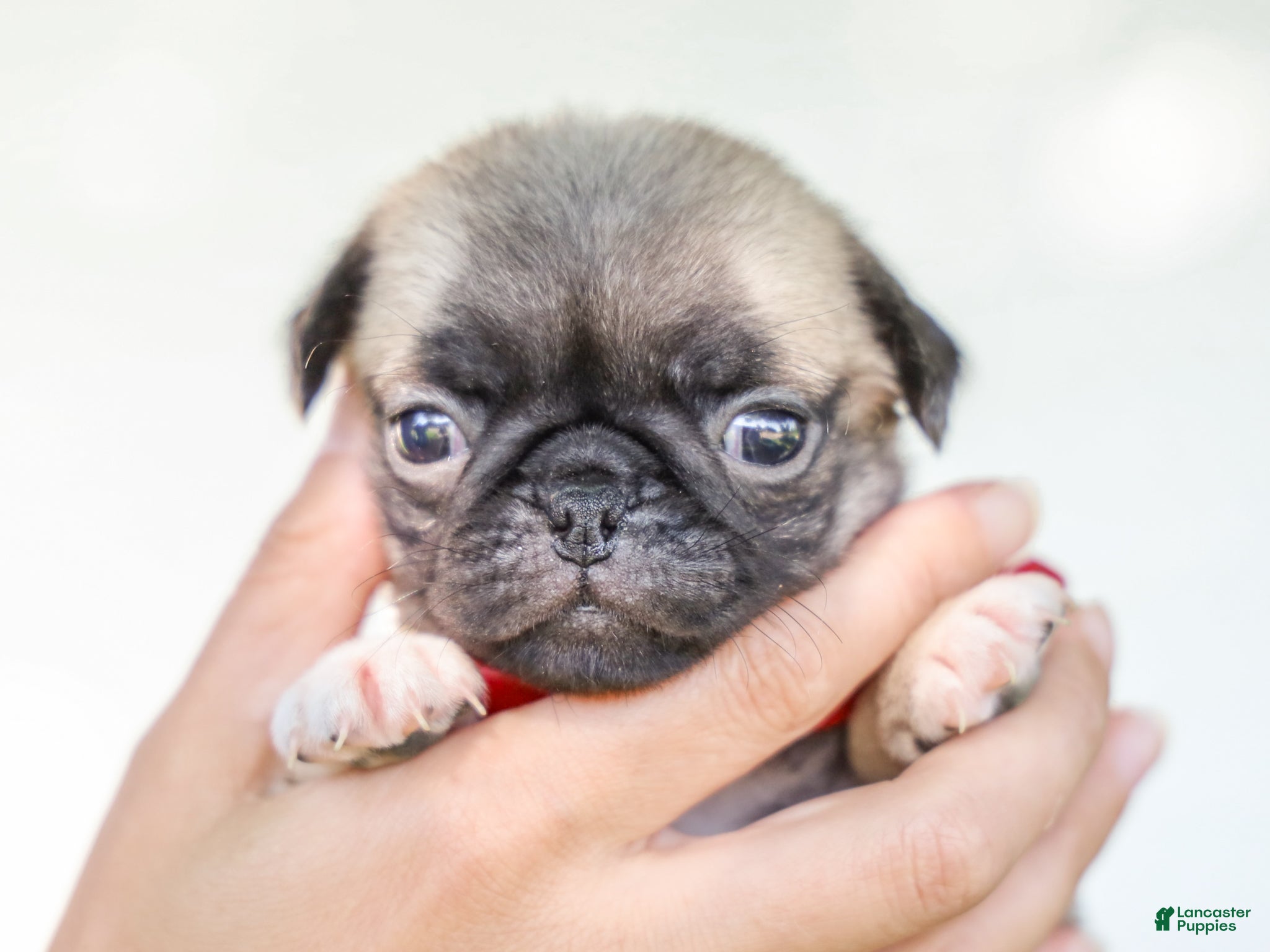 Pug dogs Alexis Purebred Pug - Ad 2