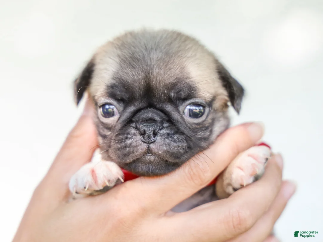Pug dogs for sale: Alexis Purebred Pug - Ad 2