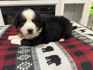 Bernese Mountain Dog dogs for sale: Hope - Ad 2