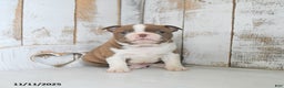 Boston Terrier dogs for sale: Winter - Ad 2