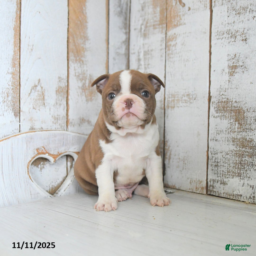Boston Terrier dogs for sale: Winter - Ad 2