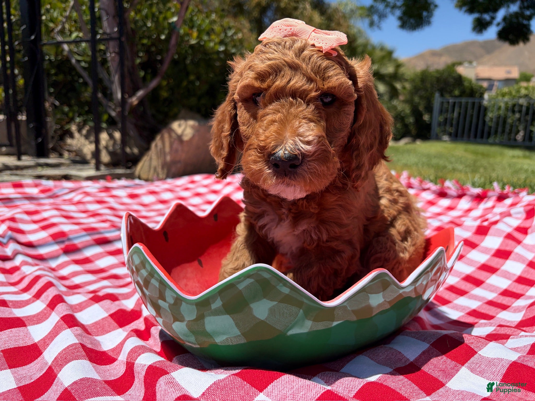 Goldendoodle dogs Hibiscus Jr. - Ad 16