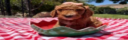 Goldendoodle dogs for sale: Hibiscus Jr. - Ad 1