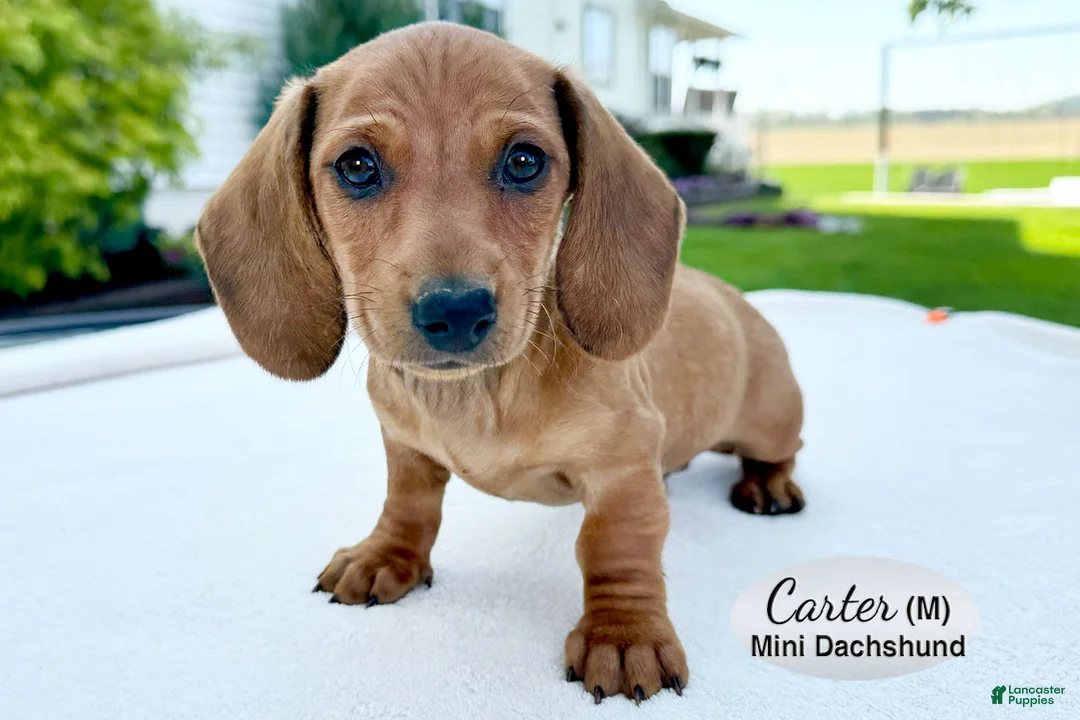 Miniature Dachshund dogs for sale: Carter - Ad 1