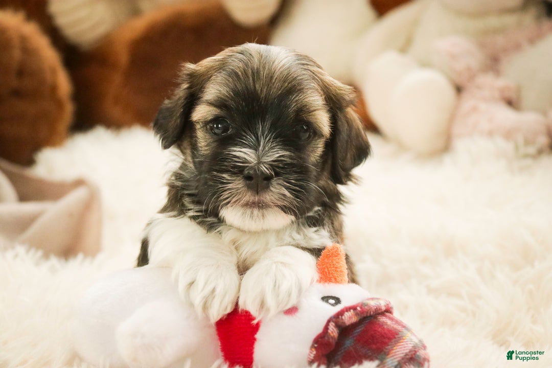 Havanese dogs for sale: Rambo - Ad 6