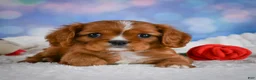 Cavalier King Charles Spaniel dogs for sale: Cabby - Ad 3