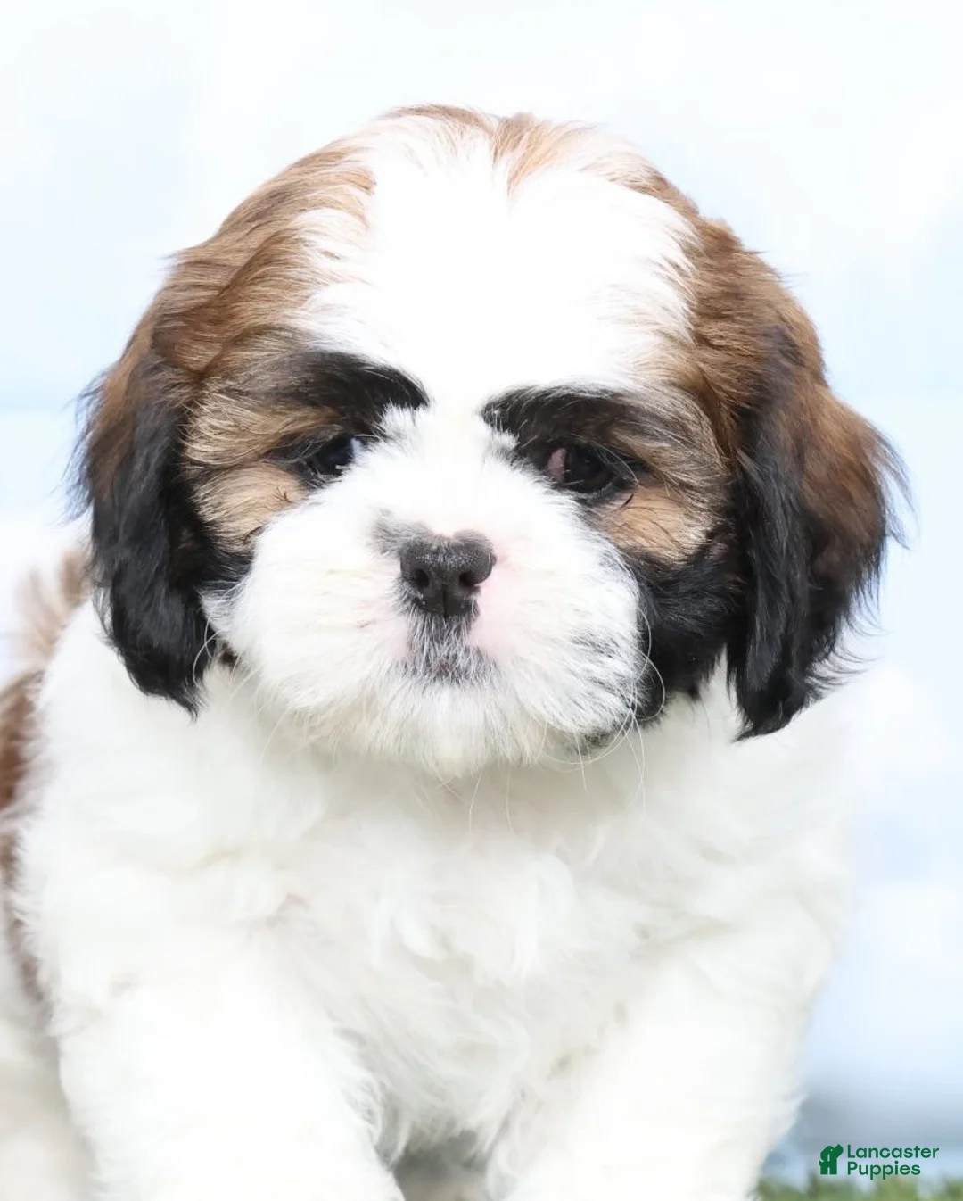 Shih Tzu dogs for sale: Chloe - Ad 2