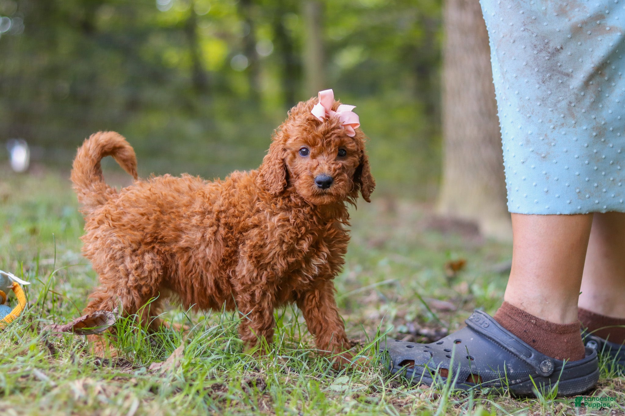 Goldendoodle dogs Allie - Ad 2
