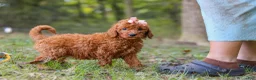 Goldendoodle dogs for sale: Allie - Ad 2