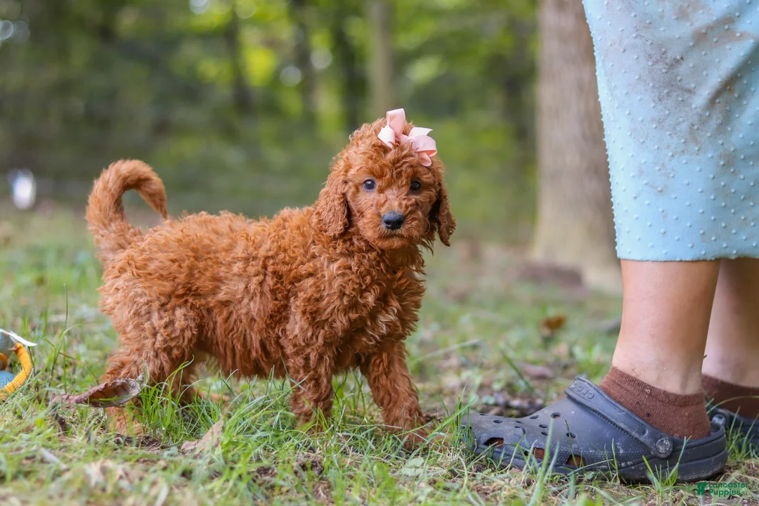 Goldendoodle dogs for sale: Allie - Ad 2