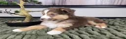 Miniature Australian Shepherd dogs for sale: Shelby - Ad 6