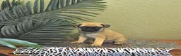 Mixed Breed dogs for sale: Champ  - Ad 4
