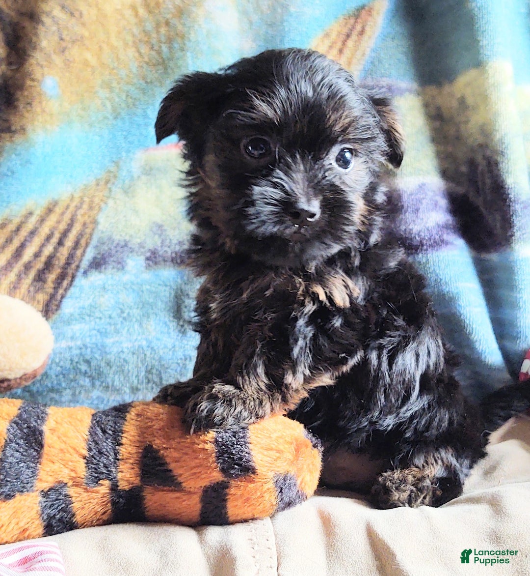 Yorkiepoo dogs for sale: Chop chop  - Ad 6