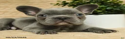 French Bulldog dogs for sale: Grayson - Ad 5