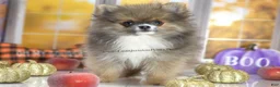 Pomeranian dogs for sale: 💙 Snickers –3.5-4 Pounds Adult Size -Rare Blue Sable Pomeranian Boy 💙🐾 - Ad 3