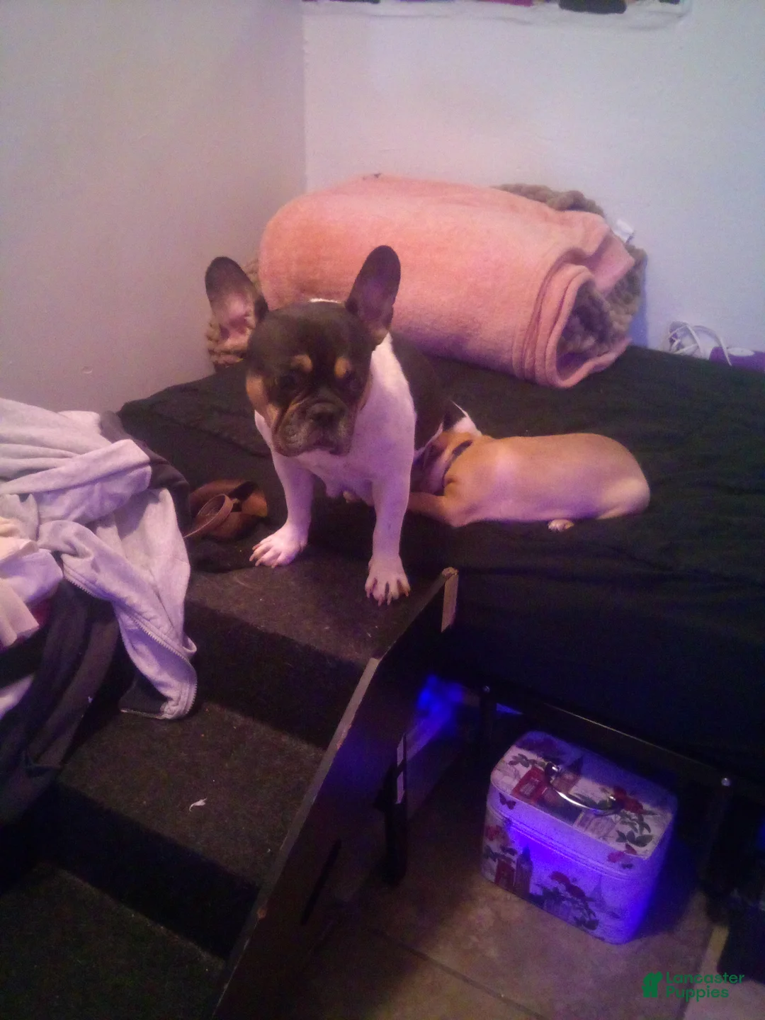 Frug dogs for sale: Frug Puppy 6 - Ad 2