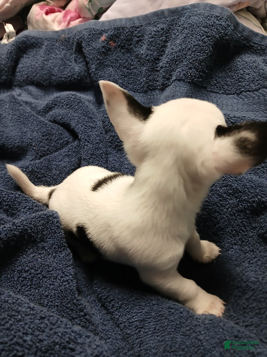 Chihuahua dogs for sale: Domino - Ad 3