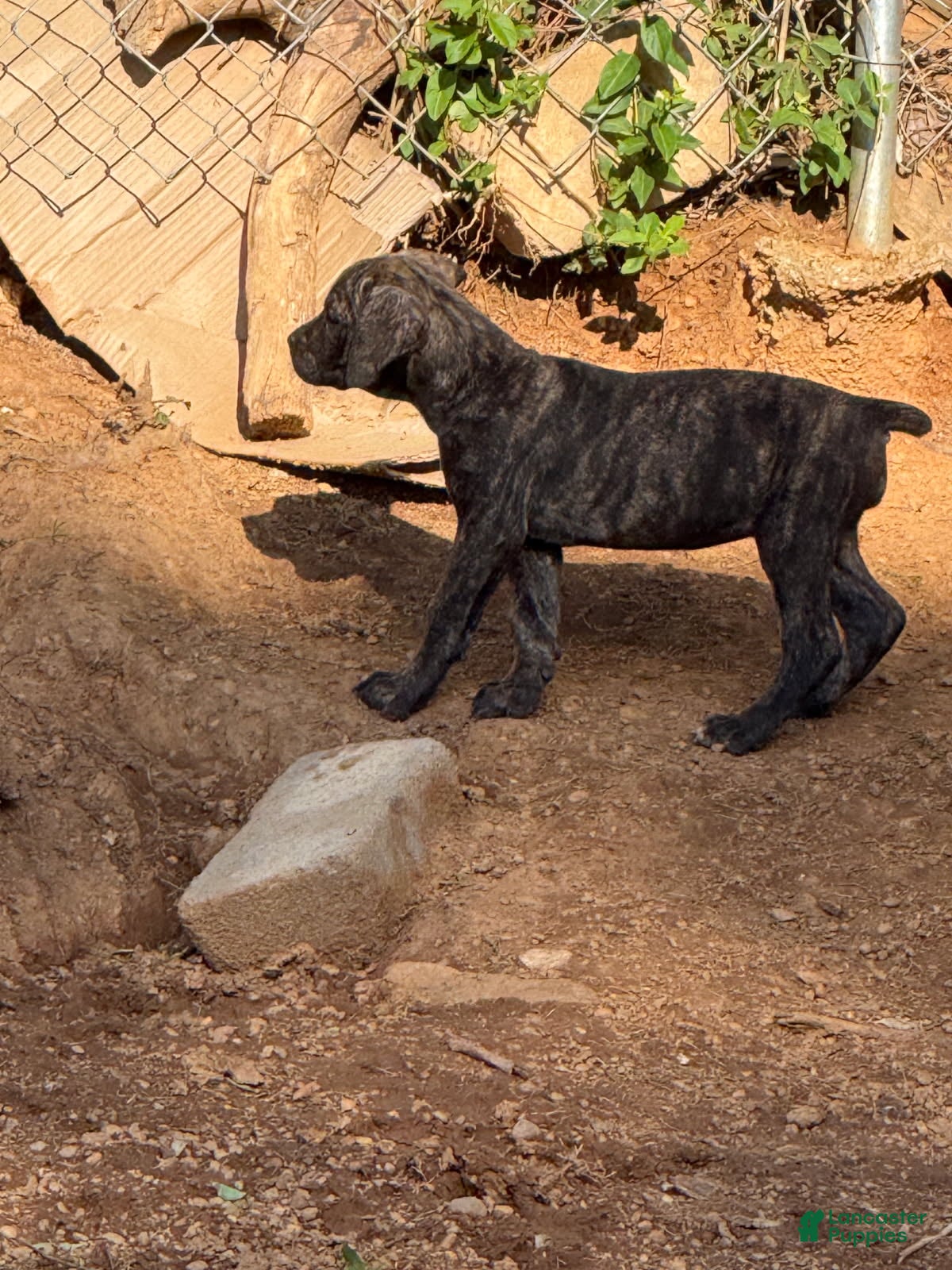 Cane Corso dogs for sale: Black brindle Cane Corso - Ad 1