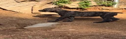 Cane Corso dogs for sale: Black brindle Cane Corso - Ad 1