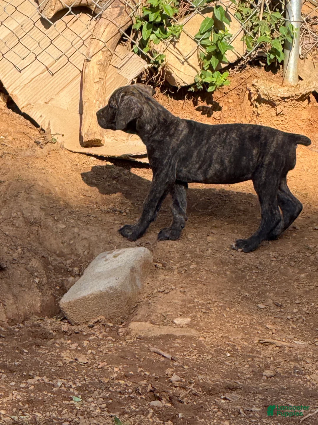Cane Corso dogs for sale: Black brindle Cane Corso - Ad 1